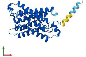 Protein Structure (PS) image for Aquaporin 5 (AQP5) (AA 1-265) protein (His tag) (ABIN7556256)
