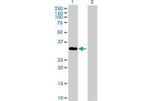 Western Blot analysis of IL1A expression in transfected 293T cell line by IL1A MaxPab polyclonal antibody. (IL1A 抗体  (AA 1-271))