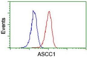 Image no. 3 for anti-Activating Signal Cointegrator 1 Complex Subunit 1 (ASCC1) antibody (ABIN1496741) (ASCC1 抗体)