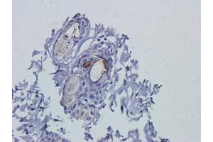 Immunohistochemical staining of rat skin tissue using anti-VEGF antibodyA. (Recombinant VEGF 抗体)