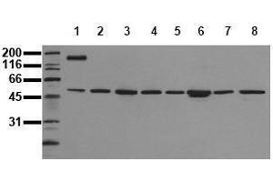 Western Blotting (WB) image for anti-c-Fos (c-Fos) (N-Term) antibody (ABIN126801) (c-FOS 抗体  (N-Term))