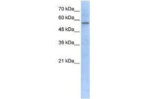 WB Suggested Anti-HMGCS1 Antibody Titration:  1 ug/ml  Positive Control:  293T cells lysate HMGCS1 is supported by BioGPS gene expression data to be expressed in HEK293T (HMGCS1 抗体  (Middle Region))