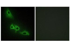 Immunofluorescence (IF) image for anti-Glycerol Kinase (GK) (C-Term) antibody (ABIN1849314) (Glycerol Kinase 抗体  (C-Term))