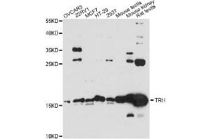 Western blot analysis of extracts of various cell lines, using KRBOX4 antibody (ABIN6289960) at 1:3000 dilution. (KRAB Box Domain Containing 4 (KRBOX4) 抗体)