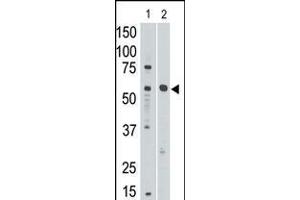 Antibody is used in Western blot to detect Siglec8 in mouse liver tissue lysate (lnae 1) and in HL60 cell lysate (lane 2).