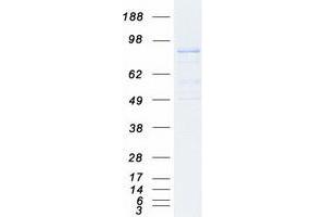 Western Blotting (WB) image for Mitofusin 2 (MFN2) (Transcript Variant 1) protein (Myc-DYKDDDDK Tag) (ABIN2726077)