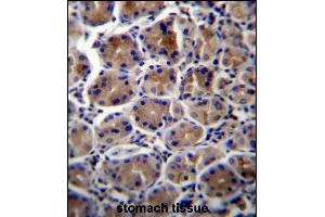 ATP1B3 Antibody (C-term) (ABIN656673 and ABIN2845912) immunohistochemistry analysis in formalin fixed and paraffin embedded human stomach tissue followed by peroxidase conjugation of the secondary antibody and DAB staining.