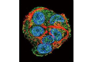 Confocal immunofluorescent analysis of PCK1 Antibody (C-term) (ABIN1882180 and ABIN2842170) with HepG2 cell followed by Alexa Fluor 488-conjugated goat anti-rabbit lgG (green).
