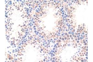 Detection of APOD in Mouse Testis Tissue using Polyclonal Antibody to Apolipoprotein D (APOD) (Apolipoprotein D 抗体  (AA 1-189))