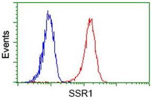 Image no. 2 for anti-Signal Sequence Receptor, alpha (SSR1) antibody (ABIN1501152) (SSR1 抗体)