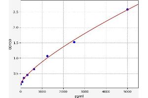 Interleukin 12 Receptor beta 1 (IL12RB1) ELISA Kit