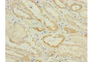 Immunohistochemistry of paraffin-embedded human kidney tissue using ABIN7170906 at dilution of 1:100 (SUCNR1 抗体  (AA 303-334))