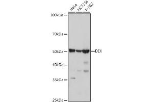 Western blot analysis of extracts of various cell lines, using DEK antibody (ABIN7266724) at 1:1000 dilution.