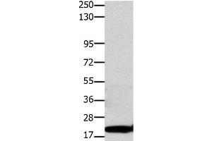 Western Blot analysis of Hela cell using Claudin 1 Polyclonal Antibody at dilution of 1:1100