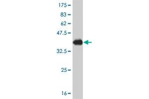 Western Blotting (WB) image for anti-PBX/knotted 1 Homeobox 2 (PKNOX2) (AA 116-215) antibody (ABIN566219)