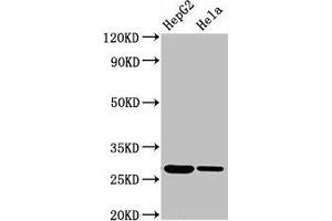 Western Blot Positive WB detected in: HepG2 whole cell lysate, Hela whole cell lysate All lanes: VPS29 antibody at 3. (VPS29 抗体  (AA 68-145))