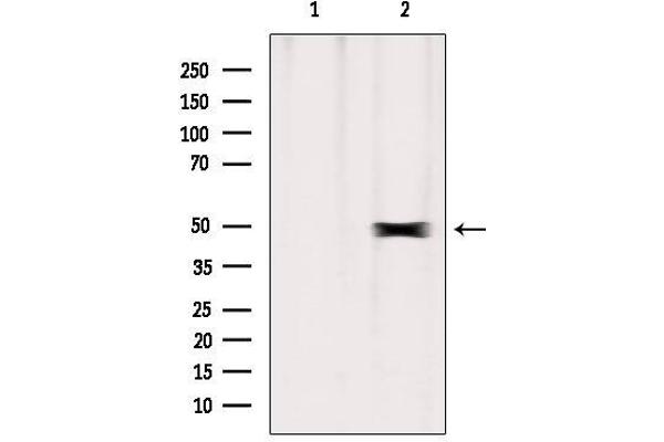 ERO1LB 抗体  (Internal Region)
