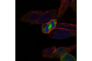 Immunofluorescence (IF) image for anti-Polo-Like Kinase 1 (PLK1) (AA 331-508) antibody (ABIN1844749)