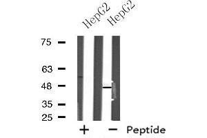 Western blot analysis of extracts from HepG2 cells using NPY5R antibody. (NPY5R 抗体  (Internal Region))