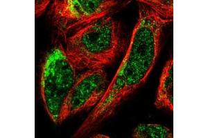 Immunofluorescent staining of U-2 OS cells with BNIP3L polyclonal antibody  (Green) shows localization to nuclear speckles and mitochondria. (BNIP3L/NIX 抗体)