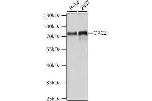 Western blot analysis of extracts of various cell lines, using ORC2 antibody (ABIN7269109) at 1:1000 dilution. (ORC2 抗体  (AA 458-577))