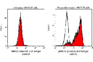 Flow Cytometry (FACS) image for anti-Replication Protein A2, 32kDa (RPA2) (pSer4), (pSer8) antibody (ABIN7453379) (Recombinant RPA2 抗体  (pSer4, pSer8))