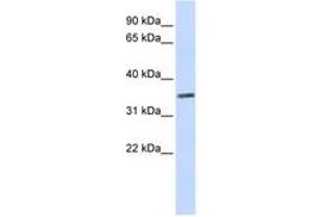 Image no. 1 for anti-Chromosome 2 Open Reading Frame 60 (C2orf60) (C-Term) antibody (ABIN6743578)