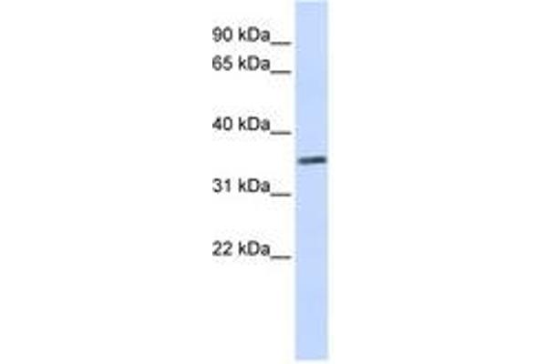C2orf60 antibody  (C-Term)