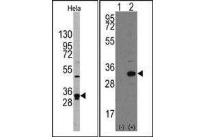 Image no. 3 for anti-Nanog Homeobox (NANOG) (AA 101-131), (Middle Region) antibody (ABIN357015) (Nanog 抗体  (Middle Region))