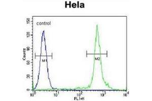 Flow cytometric analysis of Hela cells (right histogram) compared to a negative control cell (left histogram) using TTF1 / NKX2A  Antibody (N-term), followed by FITC-conjugated secondary antibodies. (NKX2-1 抗体  (N-Term))