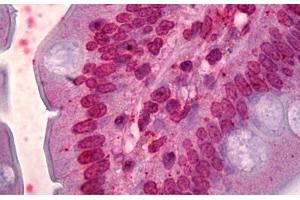 Anti-FOXQ1 antibody IHC staining of human small intestine. (FOXQ1 抗体  (AA 110-219))