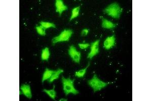 Detection of XRCC6 in A549 cells using Polyclonal Antibody to X-Ray Repair Cross Complementing 6 (XRCC6)