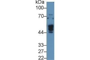 Detection of NAGa in Human 293T cell lysate using Polyclonal Antibody to N-Acetylgalactosaminidase Alpha (NAGa) (NAGA 抗体  (AA 18-217))