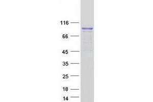 Validation with Western Blot (DHX15 Protein (Myc-DYKDDDDK Tag))