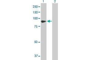 Western Blot analysis of VASN expression in transfected 293T cell line by VASN MaxPab polyclonal antibody. (Vasn 抗体  (AA 1-673))