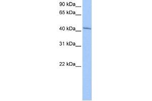 WB Suggested Anti-GSG1 Antibody Titration: 0. (GSG1 抗体  (N-Term))