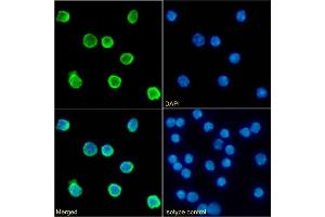 Immunofluorescence staining of fixed mouse splenocytes with anti-CD79b antibody HM79-16. (Recombinant CD79b 抗体)