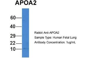 Host: Rabbit  Target Name: APOA2  Sample Tissue: Human Fetal Lung  Antibody Dilution: 1. (APOA2 抗体  (N-Term))