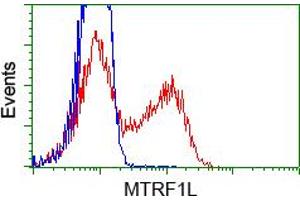 Image no. 1 for anti-Mitochondrial Translational Release Factor 1-Like (MTRF1L) antibody (ABIN1498692)