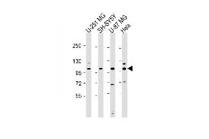 All lanes : Anti-SH3PXD2B Antibody (Center) at 1:2000 dilution Lane 1: U-251 MG whole cell lysate Lane 2: SH-SY5Y whole cell lysate Lane 3: U-87 MG whole cell lysate Lane 4: Hela whole cell lysate Lysates/proteins at 20 μg per lane. (SH3PXD2B 抗体  (AA 505-539))