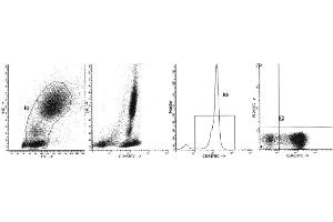 Image no. 1 for anti-Sialophorin (SPN) antibody (FITC) (ABIN1106375) (CD43 抗体  (FITC))