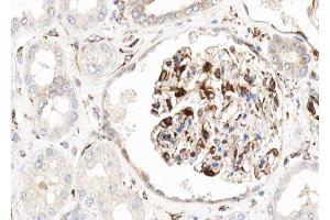 ABIN6276861 at 1/100 staining human kidney tissue sections by IHC-P. (Cadherin 13 抗体  (Internal Region))