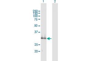 Western Blot analysis of SUSD4 expression in transfected 293T cell line by SUSD4 MaxPab polyclonal antibody. (SUSD4 抗体  (AA 1-290))