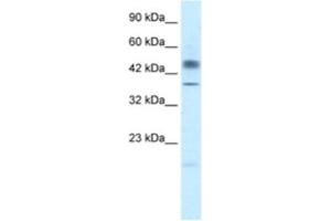 Western Blotting (WB) image for anti-POU Class 3 Homeobox 1 (POU3F1) antibody (ABIN2460645) (POU3F1 抗体)