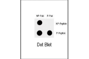 Dot blot analysis of Phospho-MYC-T58 Pab (Cat. (c-MYC 抗体  (pThr58))