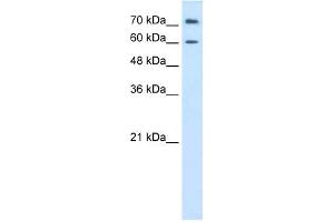PRODH2 antibody used at 0. (PRODH2 抗体)