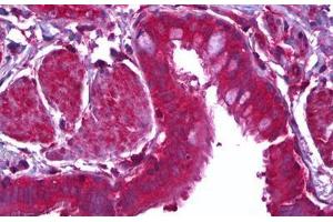 Anti-MFGE8 / MFG-E8 antibody IHC staining of human lung, epithelium.