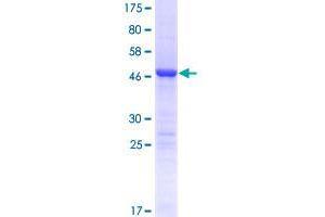 C4orf43 Protein (AA 1-203) (GST tag)