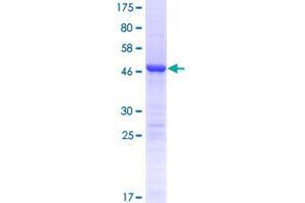 C4orf43 Protein (AA 1-203) (GST tag)