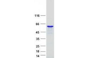 Validation with Western Blot (RILP Protein (Myc-DYKDDDDK Tag))